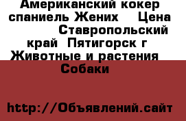 Американский кокер спаниель.Жених. › Цена ­ 1 500 - Ставропольский край, Пятигорск г. Животные и растения » Собаки   